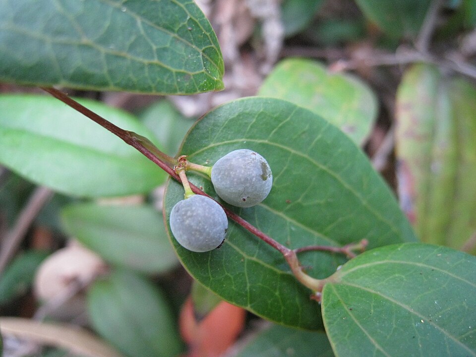 Smilax glyciphylla (Sweet Sarsaparilla) (alternate view 8)