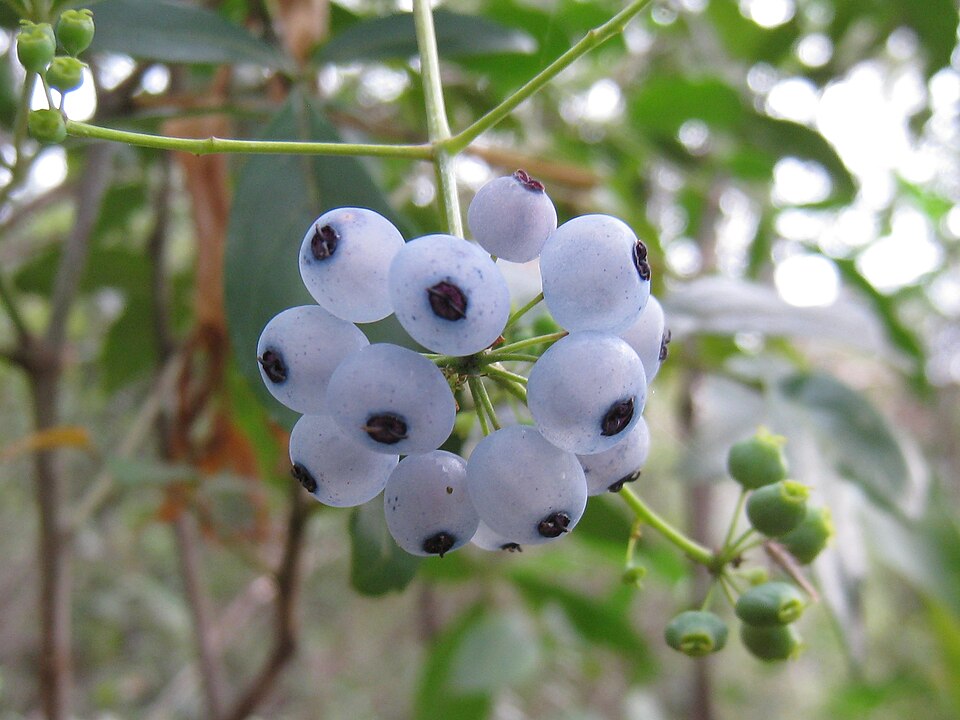 Polyscias sambucifolia (Elderberry Panax) (alternate view 2)