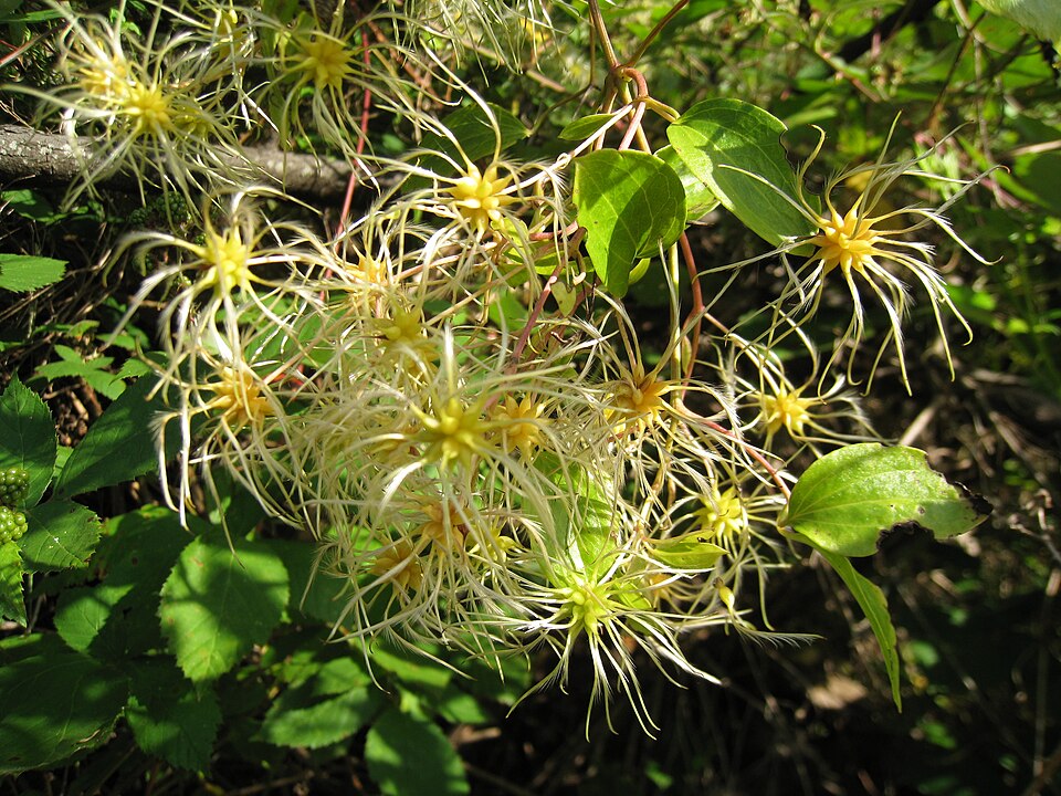 Clematis glycinoides (Headache Vine) (alternate view 10)