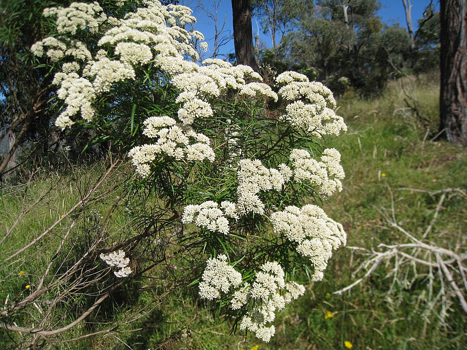 Cassinia aculeata (Australian Tauhinu) (alternate view 8)
