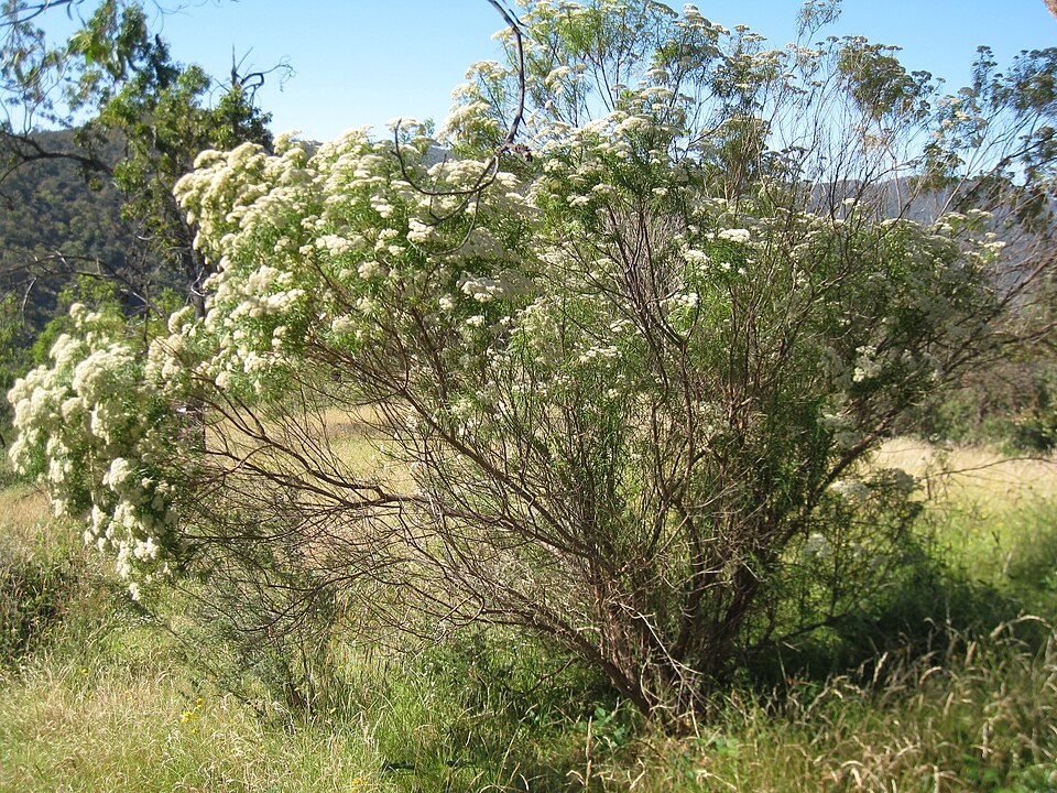 Cassinia aculeata (Australian Tauhinu) (alternate view 9)