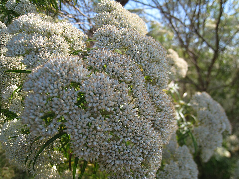 Cassinia aculeata (Australian Tauhinu) (alternate view 10)