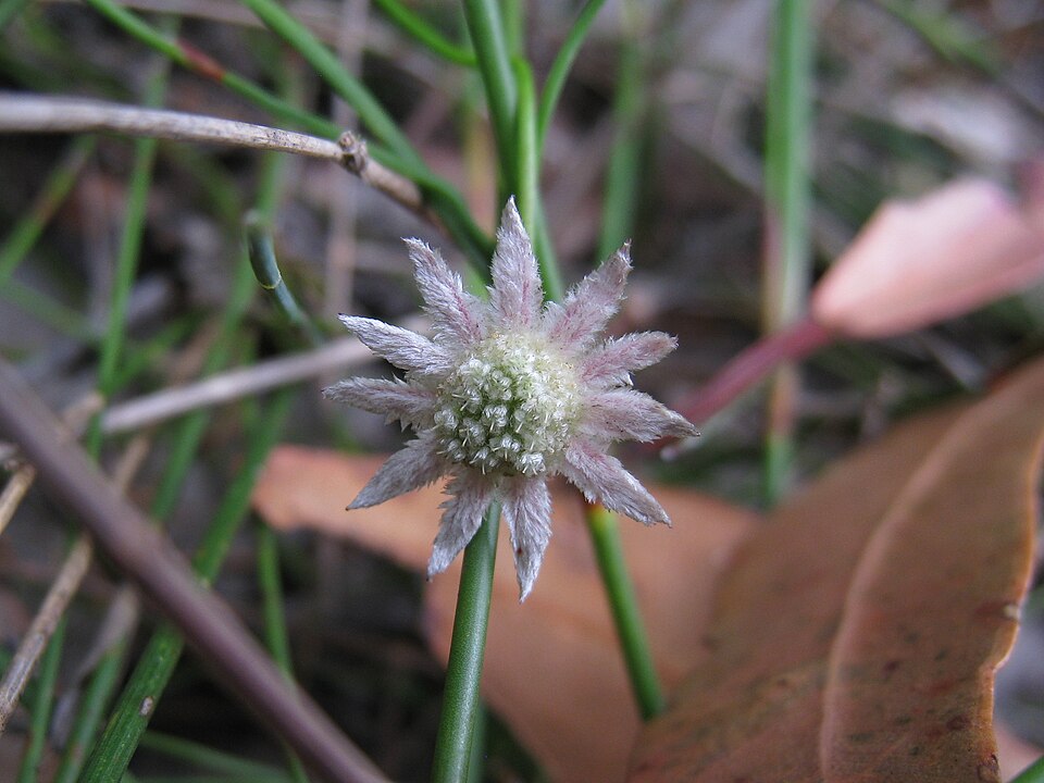 Actinotus minor (Lesser Flannel Flower) (alternate view 8)