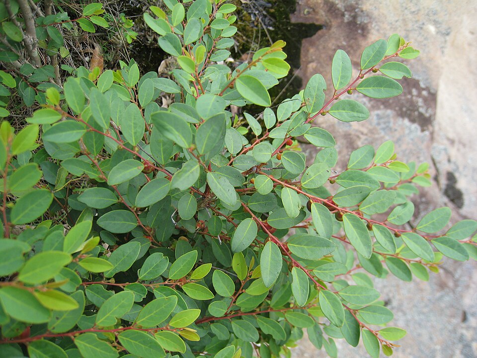 Breynia oblongifolia (coffee bush) (alternate view 2)