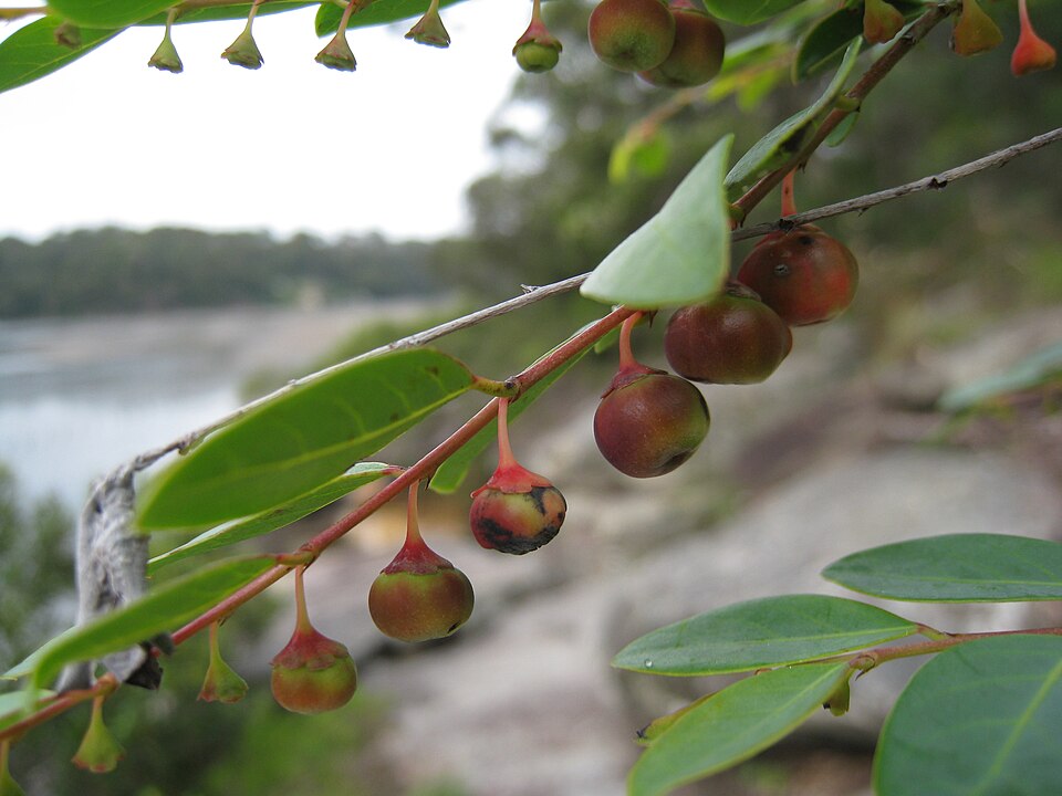 Breynia oblongifolia (coffee bush) (alternate view 3)