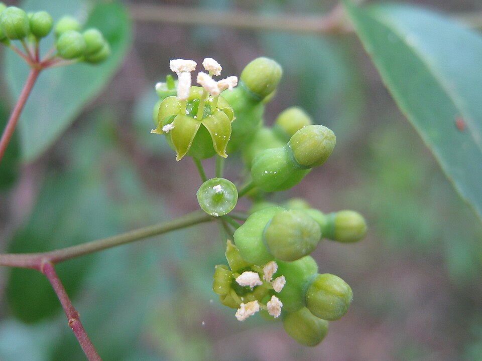 Polyscias sambucifolia (Elderberry Panax) (alternate view 3)