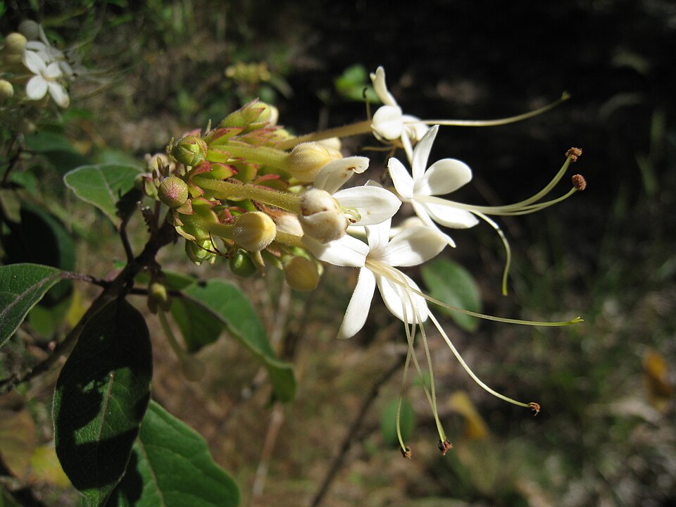 Clerodendrum tomentosum (Downy Chance) (alternate view 4)