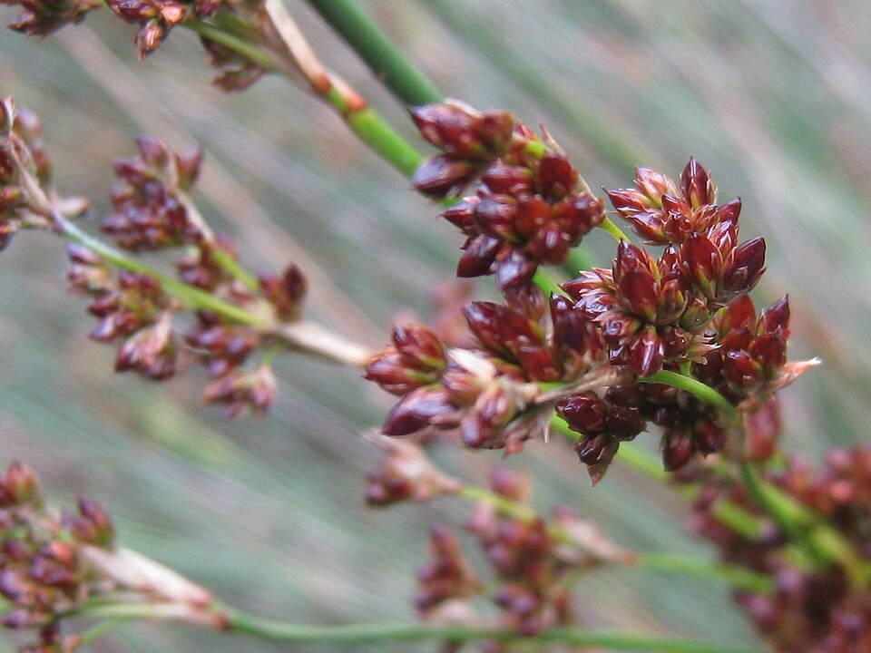 Juncus kraussii (Sea Rush) (alternate view 6)