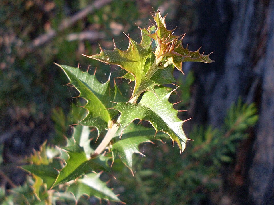 Podolobium ilicifolium (Prickly Shaggy Pea) (alternate view 7)