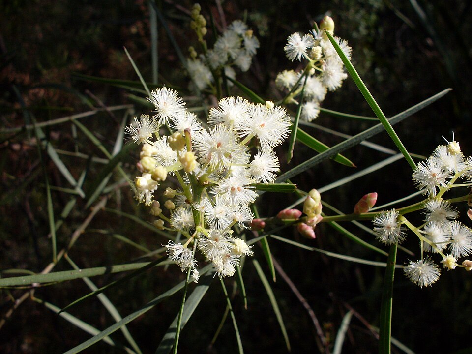 Acacia suaveolens (Sweet Wattle) (alternate view 2)