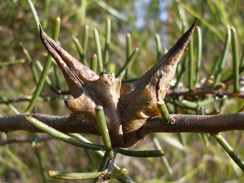 Hakea teretifolia (Dagger Hakea) (alternate view 8)