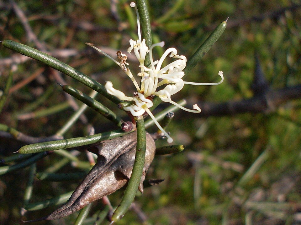 Hakea teretifolia (Dagger Hakea) (alternate view 9)