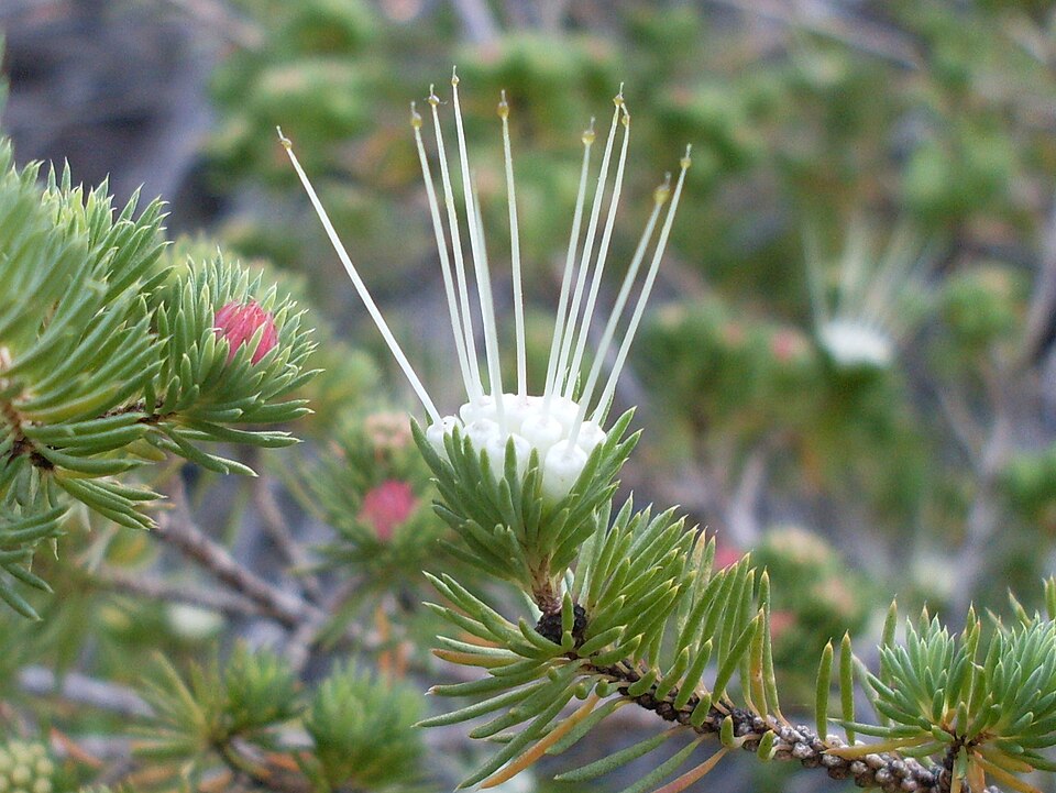 Darwinia fascicularis (clustered darwinia) (alternate view 4)