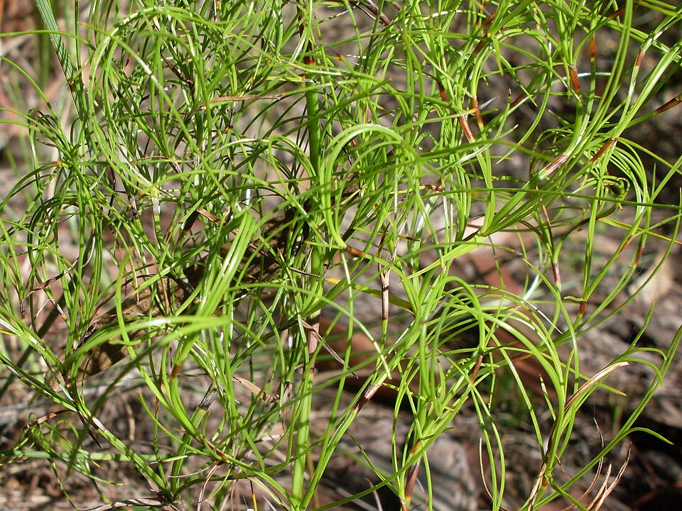 Caustis flexuosa (Curly Wig) (alternate view 4)