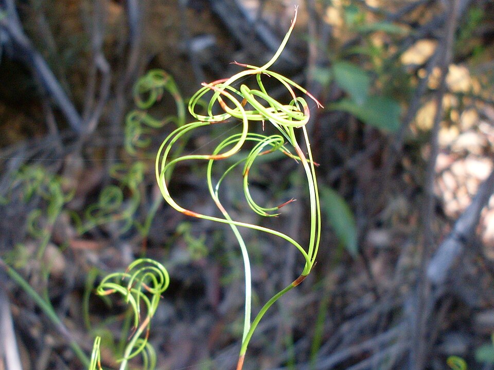 Caustis flexuosa (Curly Wig) (alternate view 5)