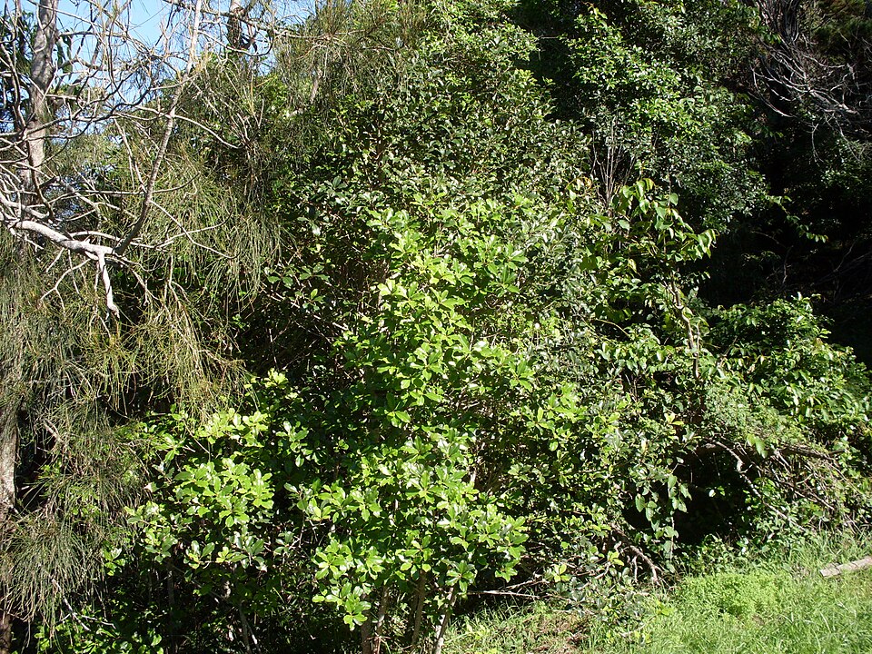 Myrsine howittiana (Brush Muttonwood) (alternate view 2)