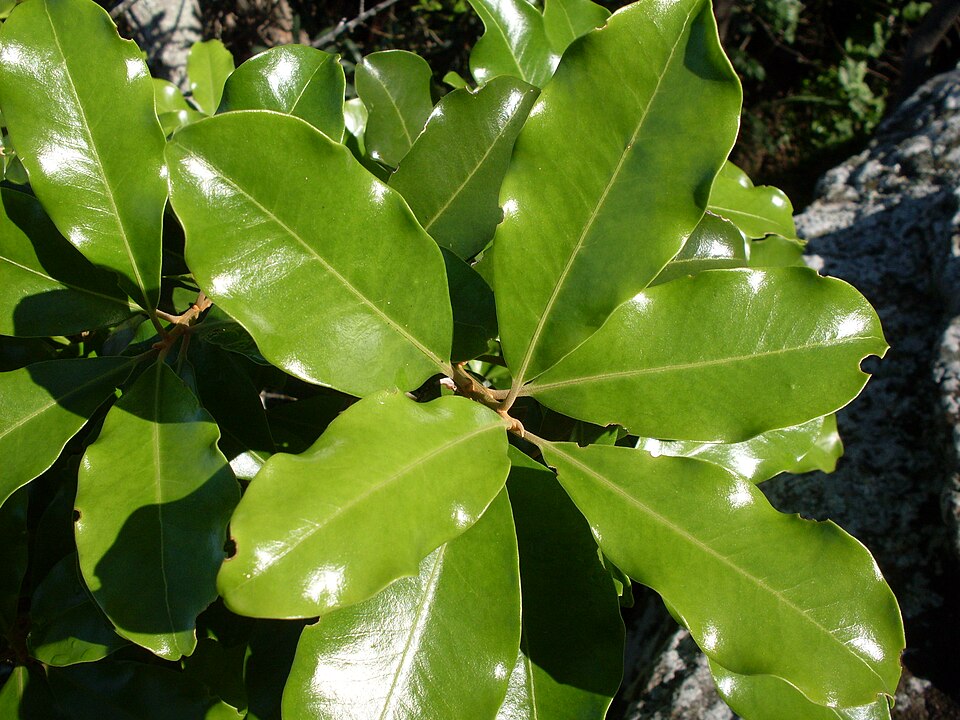 Myrsine howittiana (Brush Muttonwood) (alternate view 3)