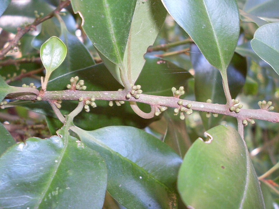 Myrsine howittiana (Brush Muttonwood) (alternate view 4)
