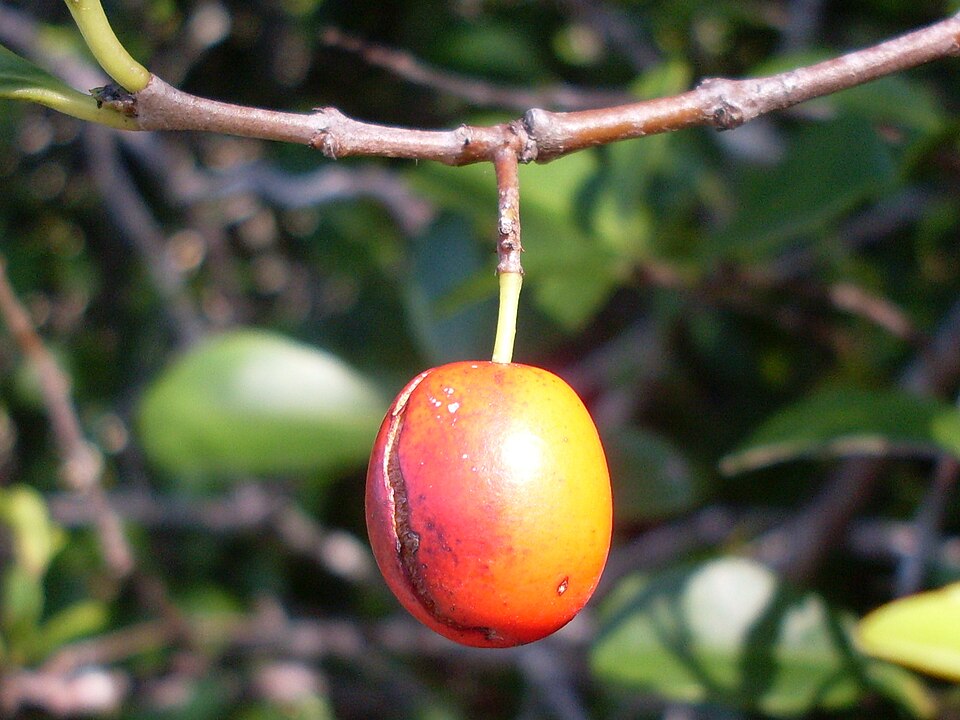 Elaeodendron australe (Red-fruited Olive Plum) (alternate view 2)