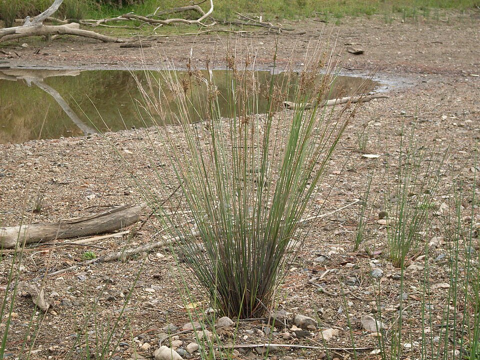 Juncus usitatus (australian rush) (alternate view 2)