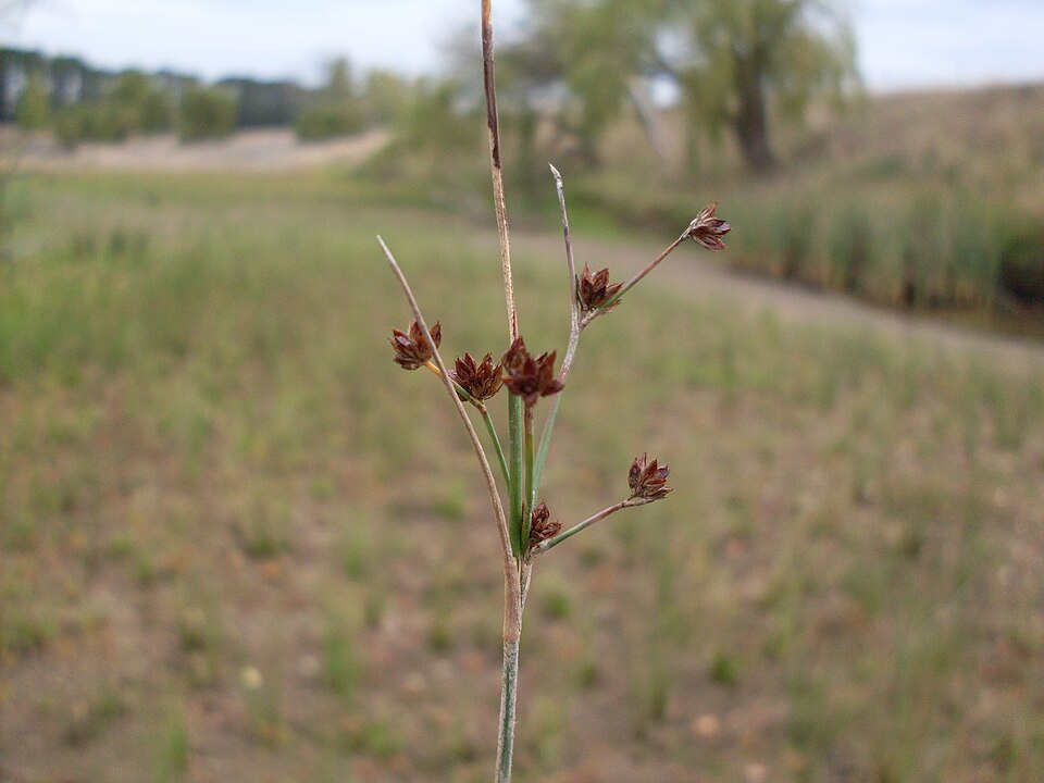 Juncus articulatus (jointed rush) (alternate view 10)
