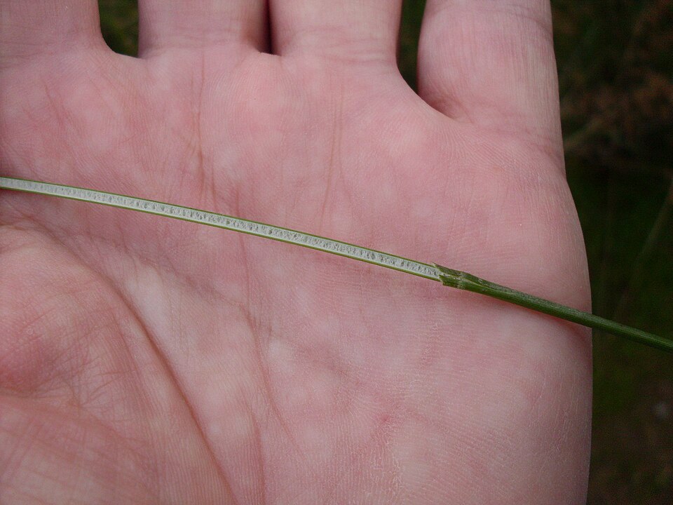 Juncus usitatus (australian rush) (alternate view 3)