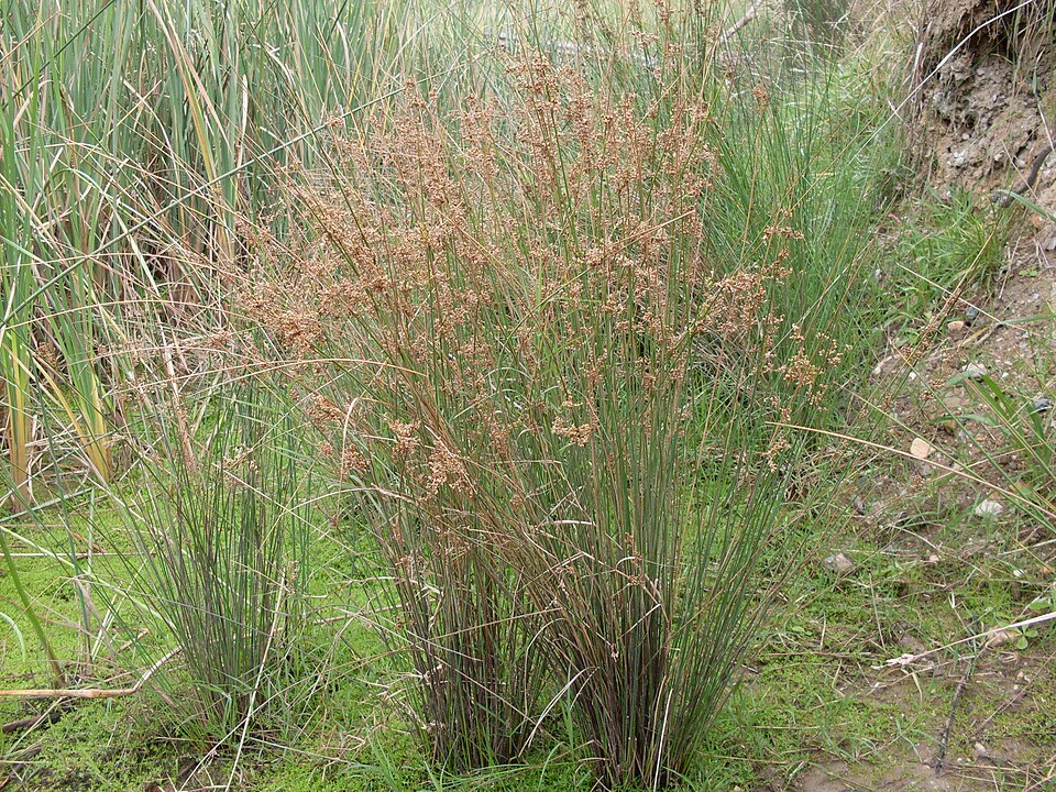 Juncus usitatus (australian rush) (alternate view 4)