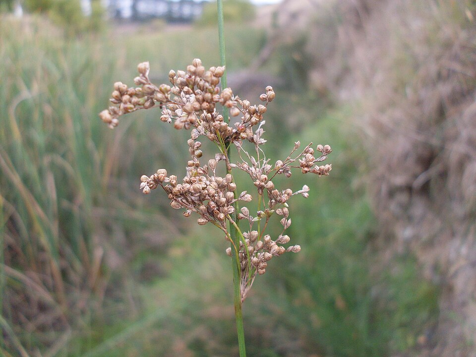 Juncus usitatus (australian rush) (alternate view 5)