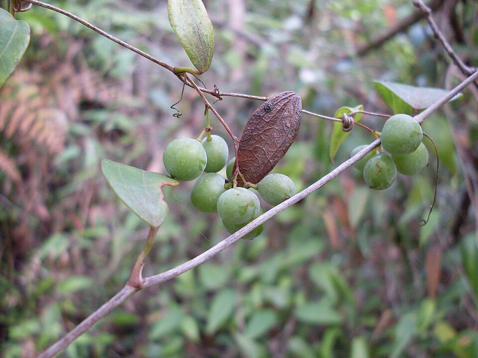 Smilax glyciphylla (Sweet Sarsaparilla) (alternate view 9)