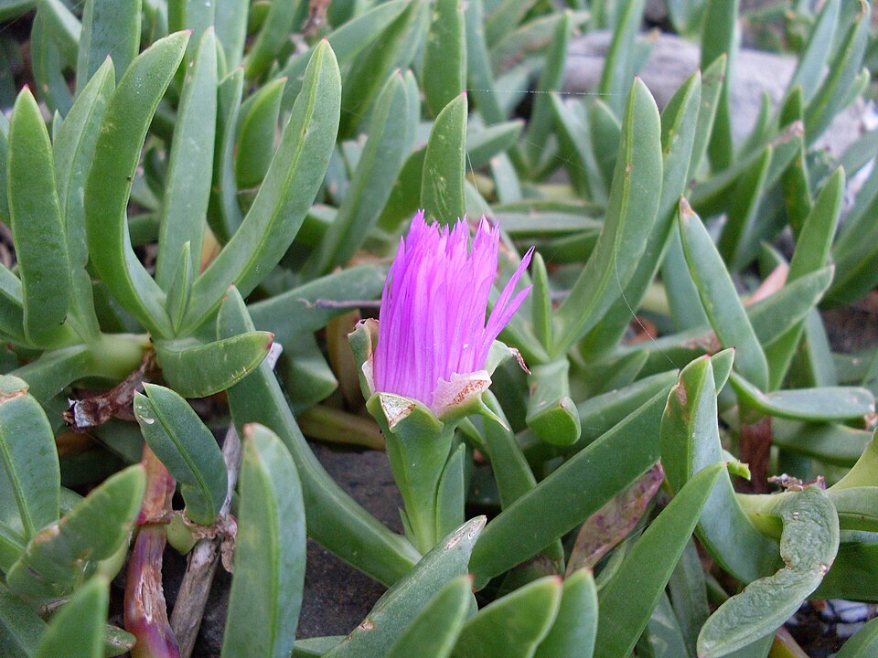Carpobrotus glaucescens (Angular Sea-fig) (alternate view 8)