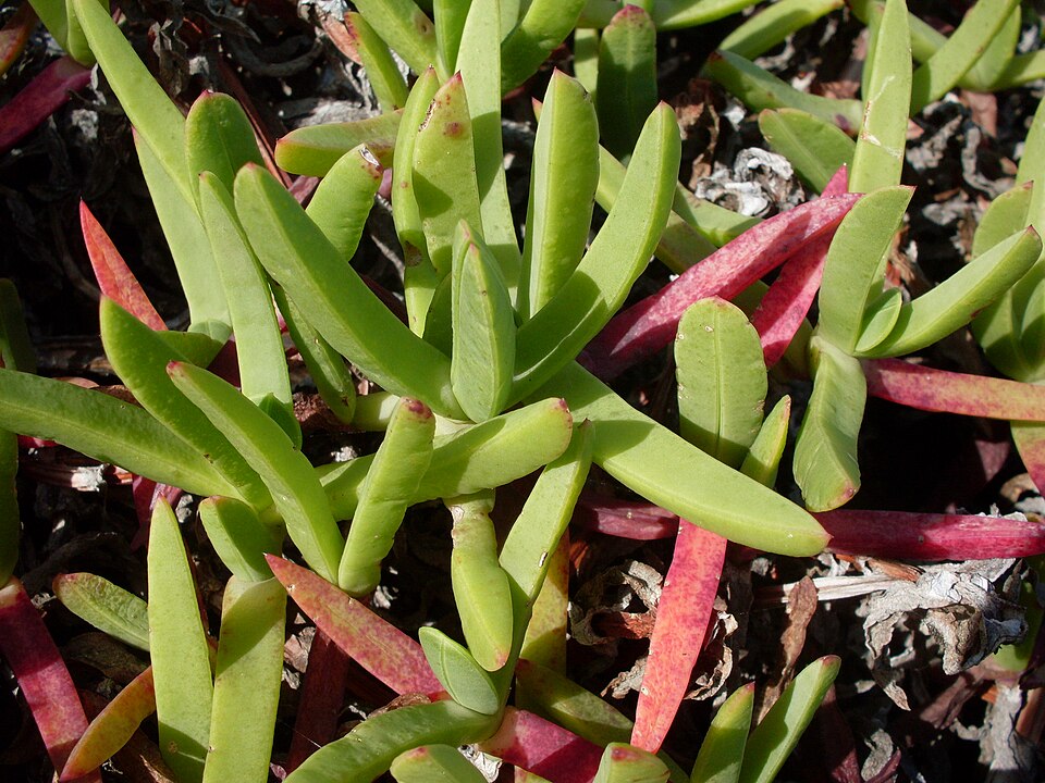 Carpobrotus glaucescens (Angular Sea-fig) (alternate view 9)