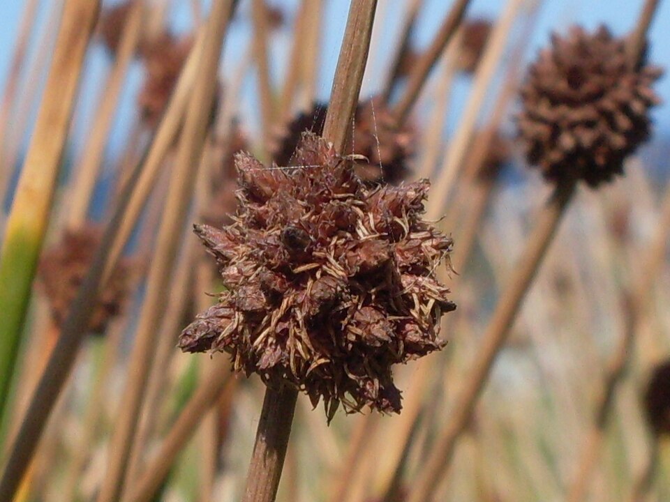 Ficinia nodosa (Knobby Clubrush) (alternate view 9)