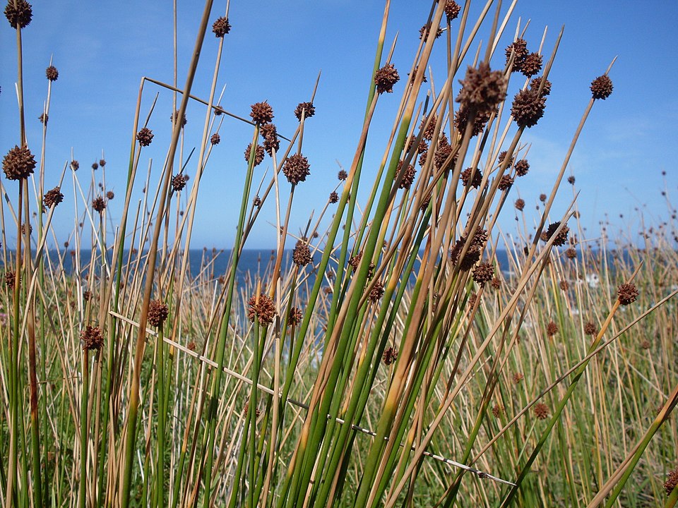 Ficinia nodosa (Knobby Clubrush) (alternate view 10)