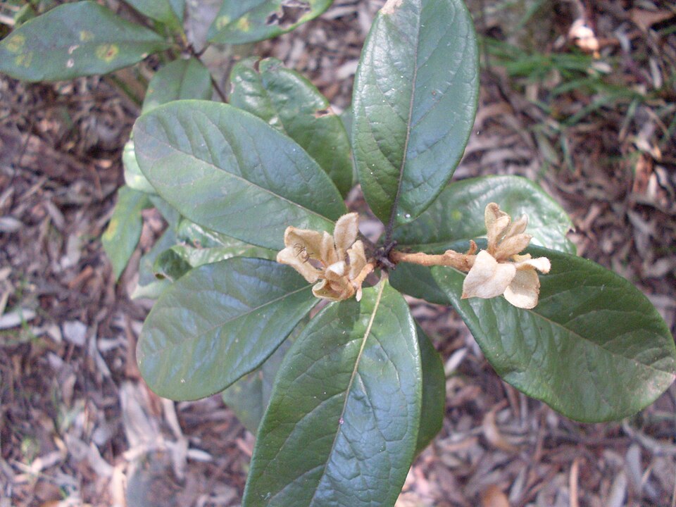 Pittosporum revolutum (Rough-fruited Pittosporum)