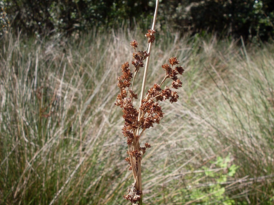 Juncus kraussii (Sea Rush) (alternate view 7)