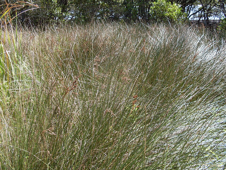 Juncus kraussii (Sea Rush) (alternate view 8)