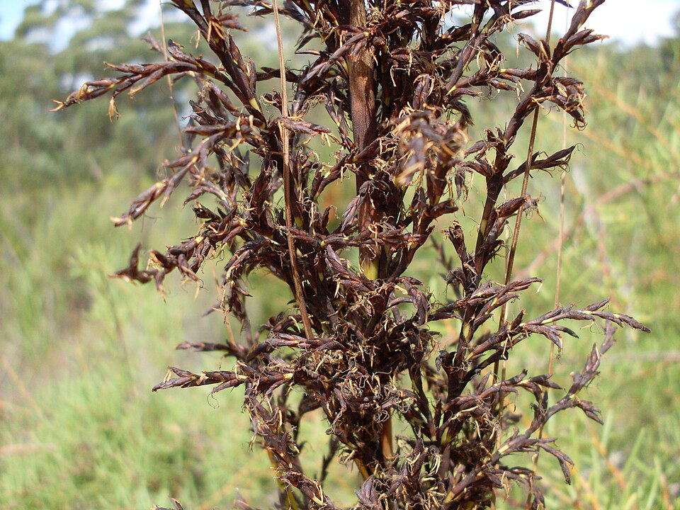 Gahnia sieberiana (Red-fruit Saw-sedge) (alternate view 7)