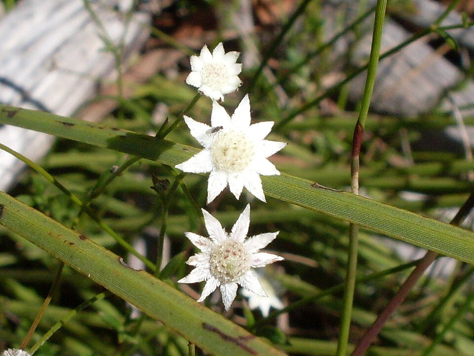 Actinotus minor (Lesser Flannel Flower) (alternate view 9)