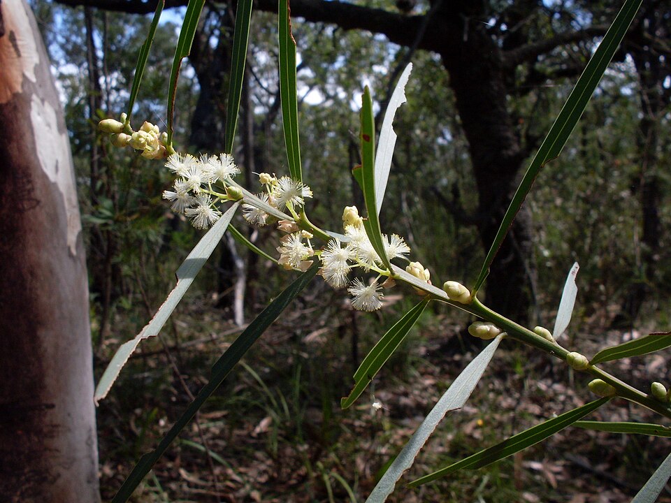 Acacia suaveolens (Sweet Wattle) (alternate view 3)