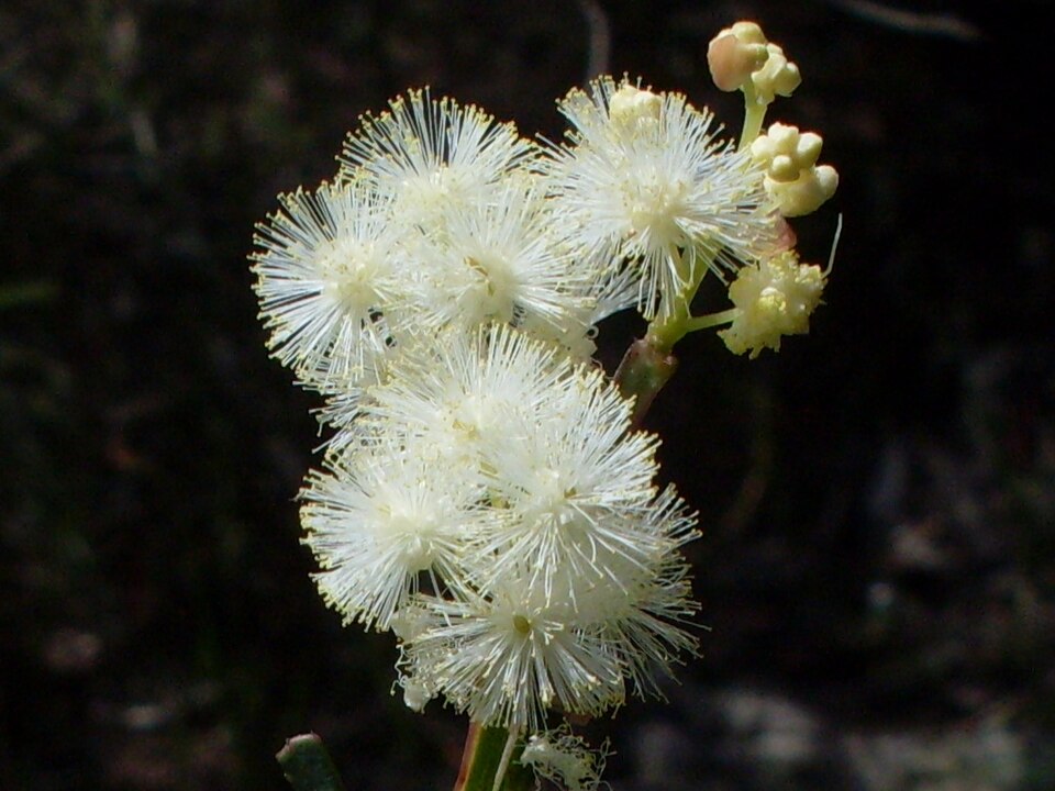 Acacia suaveolens (Sweet Wattle) (alternate view 4)