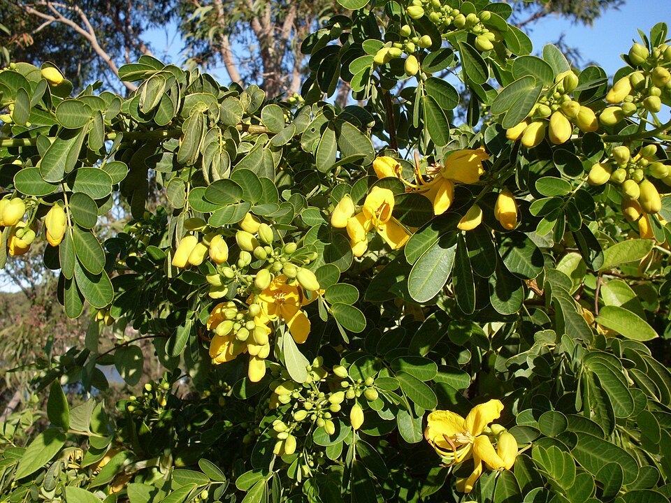 Senna pendula (Christmas Senna) (alternate view 7)