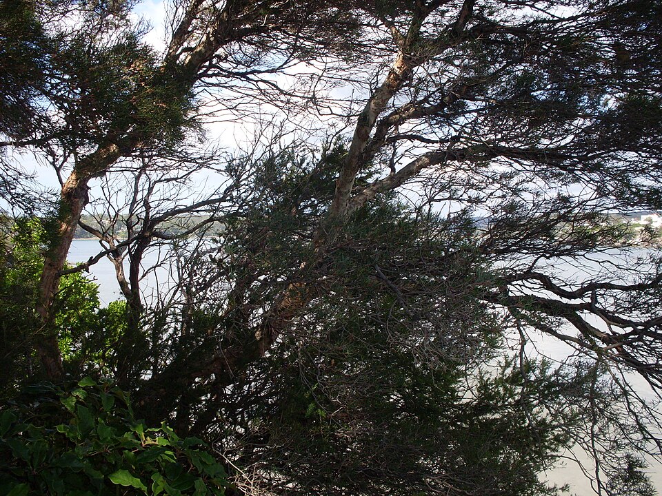 Melaleuca nodosa (prickly-leaved paperbark) (alternate view 6)