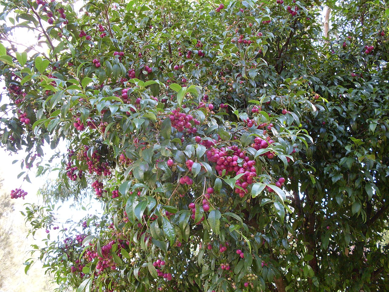 Syzygium paniculatum, Magenta lilly pilly — upright evergreen (Myrtaceae) (image 7 of 7)