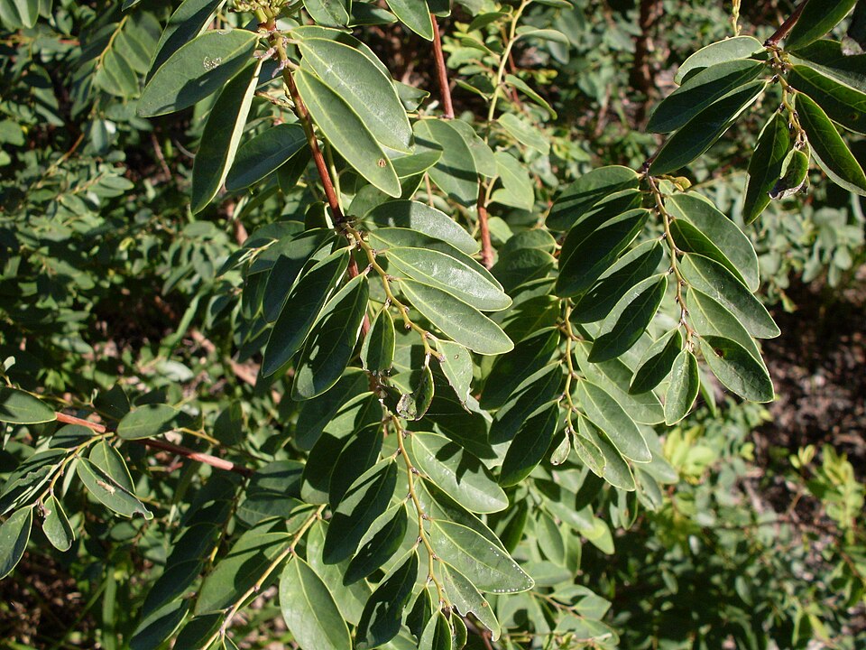 Breynia oblongifolia (coffee bush) (alternate view 4)