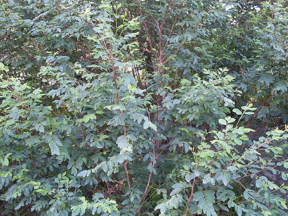 Breynia oblongifolia (coffee bush) (alternate view 5)