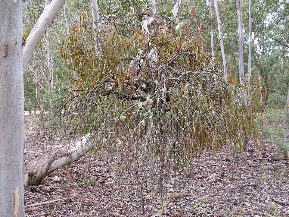 Amyema pendula (drooping mistletoe) (alternate view 10)