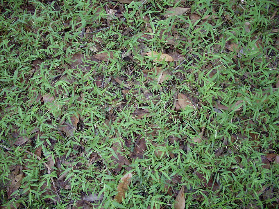 Oplismenus hirtellus (Basket Grass) (alternate view 7)