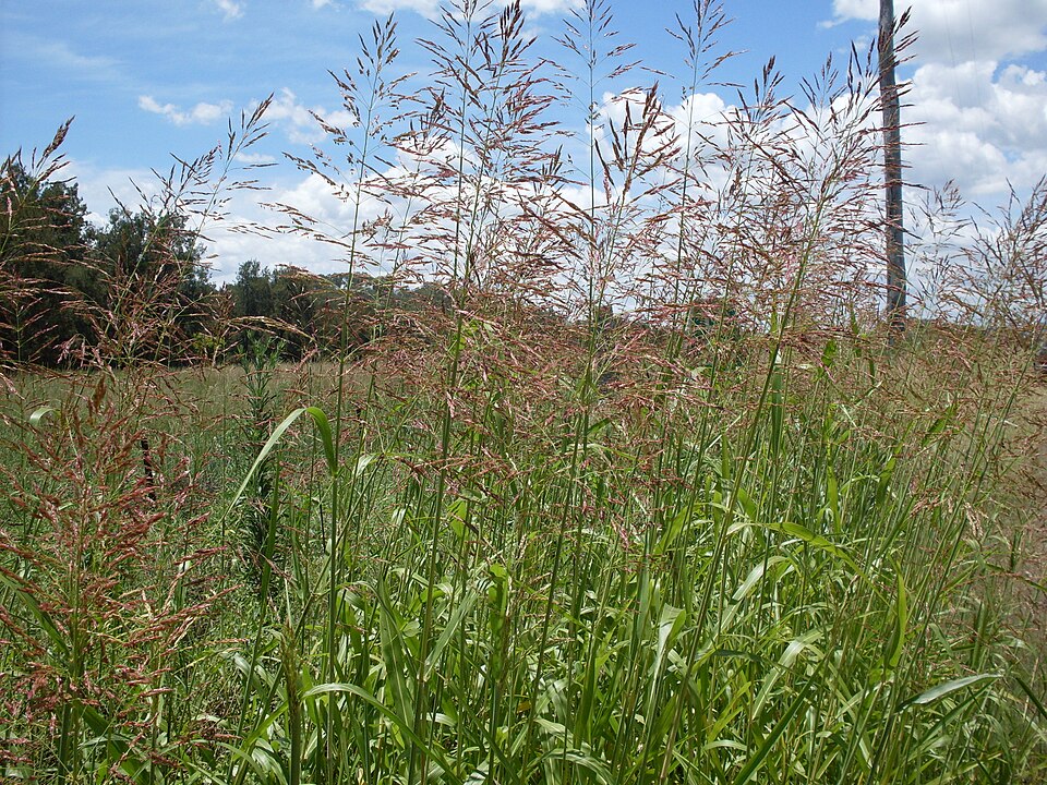 Sorghum halepense (Johnson grass)