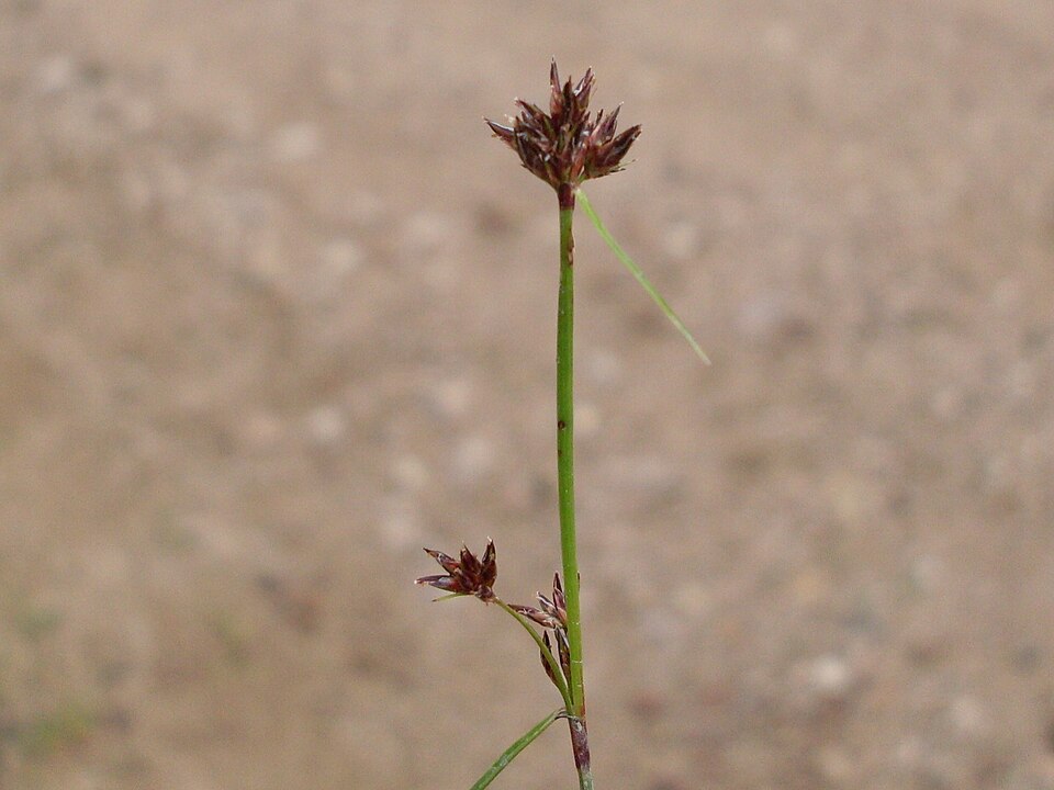 Schoenus apogon (common bog-rush) (alternate view 6)