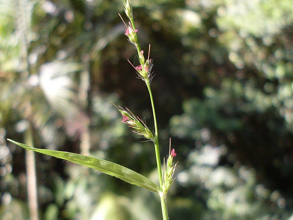 Oplismenus hirtellus (Basket Grass) (alternate view 8)
